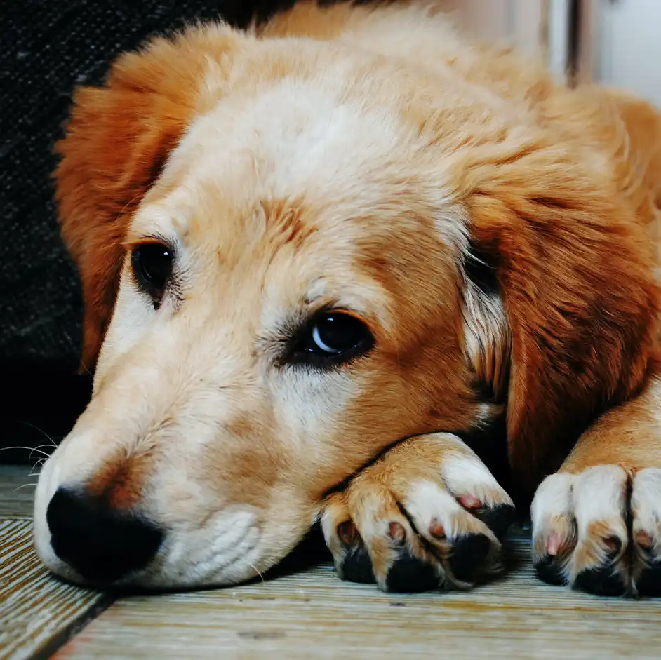 dog in a garage